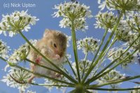 Harvest mouse cleaning its nose on a Hogweed flowerhead.